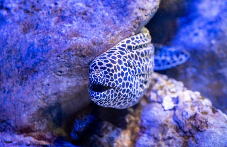 AquaRio and Olympic Boulevard Small Group Tour - Key points to know before you book