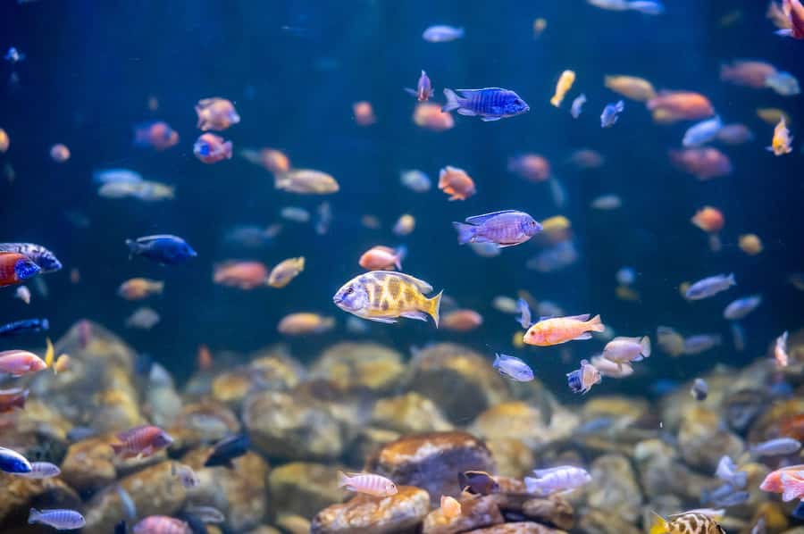 AquaRio and Olympic Boulevard Small Group Tour - Sharks, rays, and the wider collection
