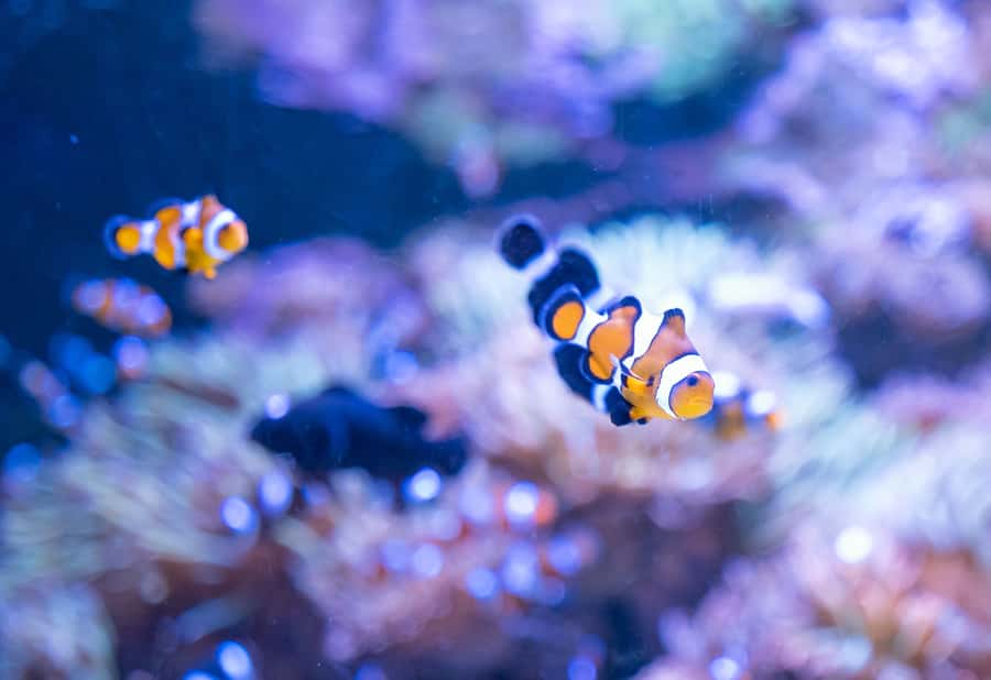 AquaRio and Olympic Boulevard Small Group Tour - Practical ways to enjoy the four hours