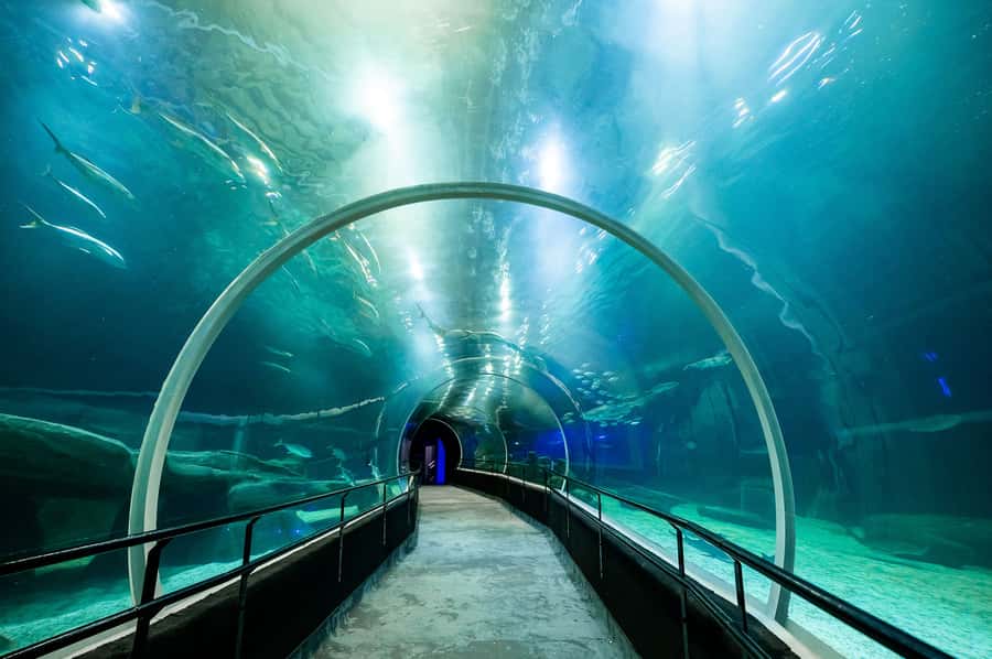 AquaRio and Olympic Boulevard Small Group Tour - Should you book AquaRio and Olympic Boulevard?