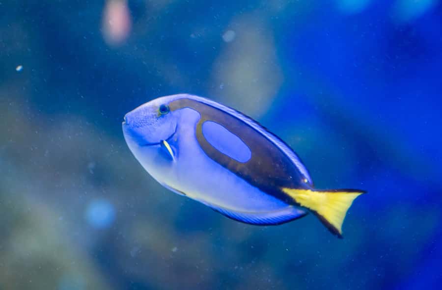 AquaRio and Olympic Boulevard Small Group Tour - The 3.3-million-liter aquarium tank