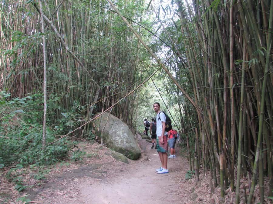 Discover Pedra do Telégrafo: Scenic Hike with Expert Guide - Early pickup from Rio’s south and central neighborhoods