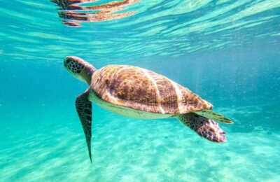 Angra dos Reis & Ilha Grande Day Tour