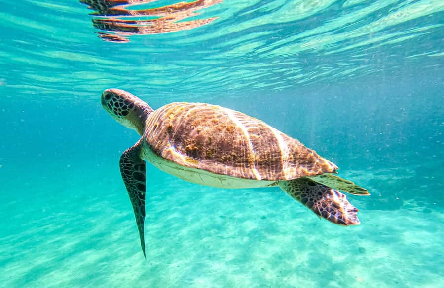From Rio de Janeiro: Angra dos Reis & Ilha Grande Day Tour - Lagoa Azul: the clearest water stop