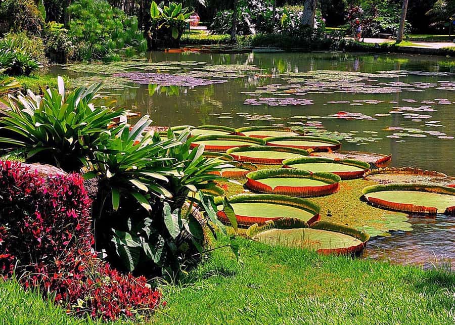 Green Rio: Guided Tour of Botanical Garden and Lage Park - Parque Lage, where art meets the forest