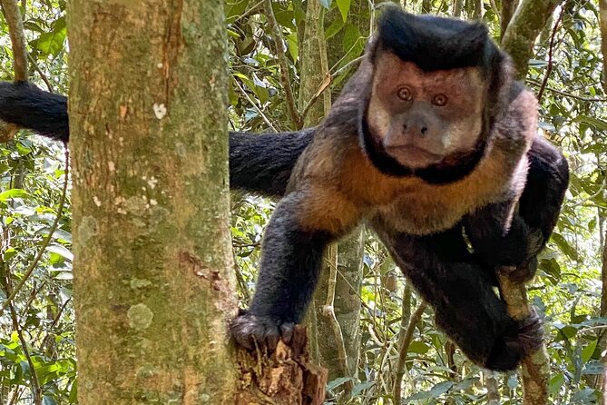 Hiking in the Tijuca Forest : Waterfalls and Caves - Why Tijuca Forest is worth half a day