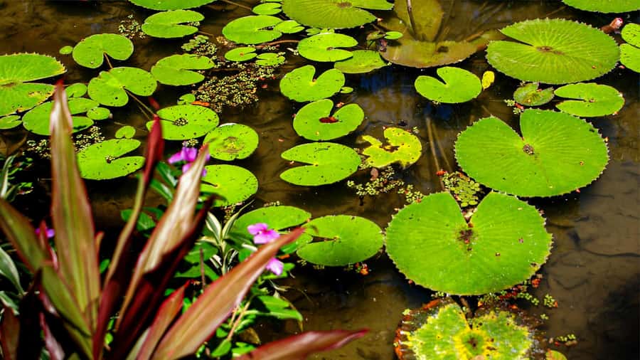 Jeep'n'Green: Rio Botanical Garden & Tijuca Rainforest Tour - Who should book this Rio excursion?
