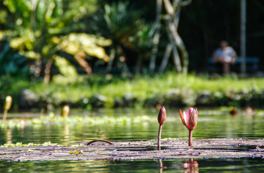 Jeep'n'Green: Rio Botanical Garden & Tijuca Rainforest Tour - Vista Chinesa and the weekday restriction