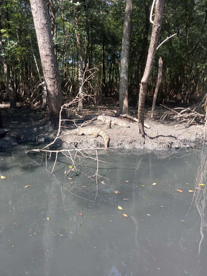 Pantanal of Rio de Janeiro - Pedra da Gávea from the water