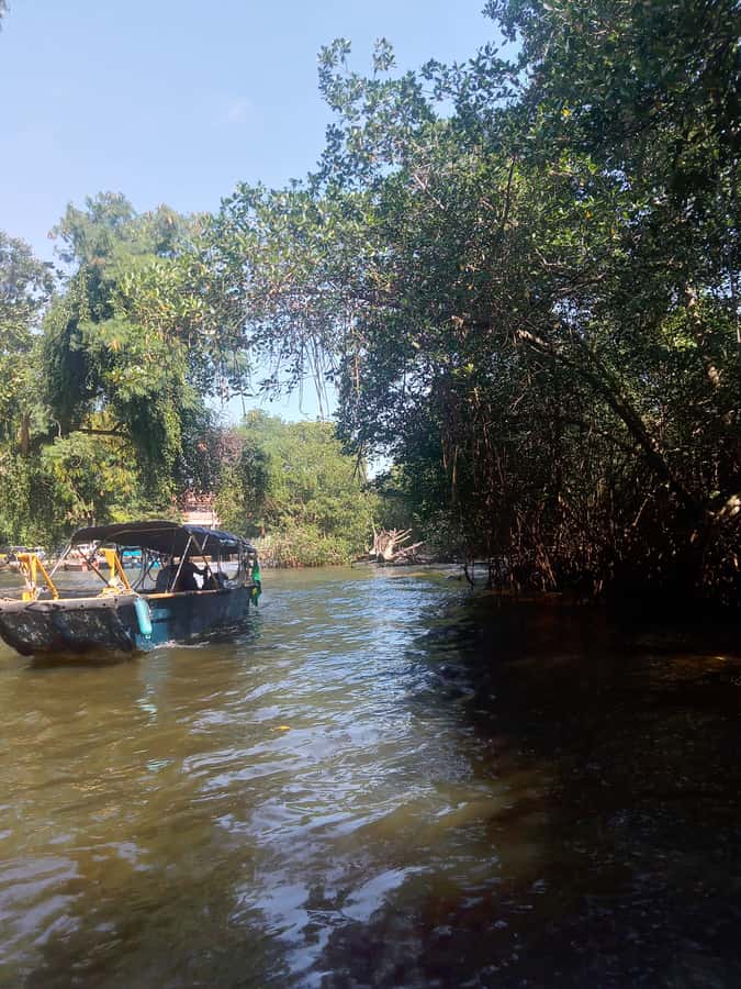 Pantanal of Rio de Janeiro - The boat ride through the island waterways