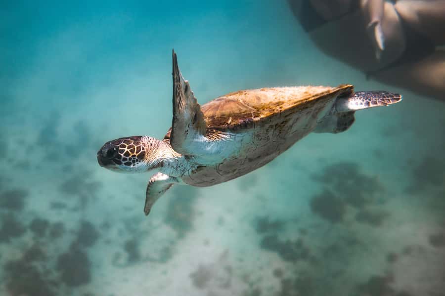 Rio: Best Dive Experience All Inclusive Scuba Diving Package - Who should book this Arraial do Cabo outing