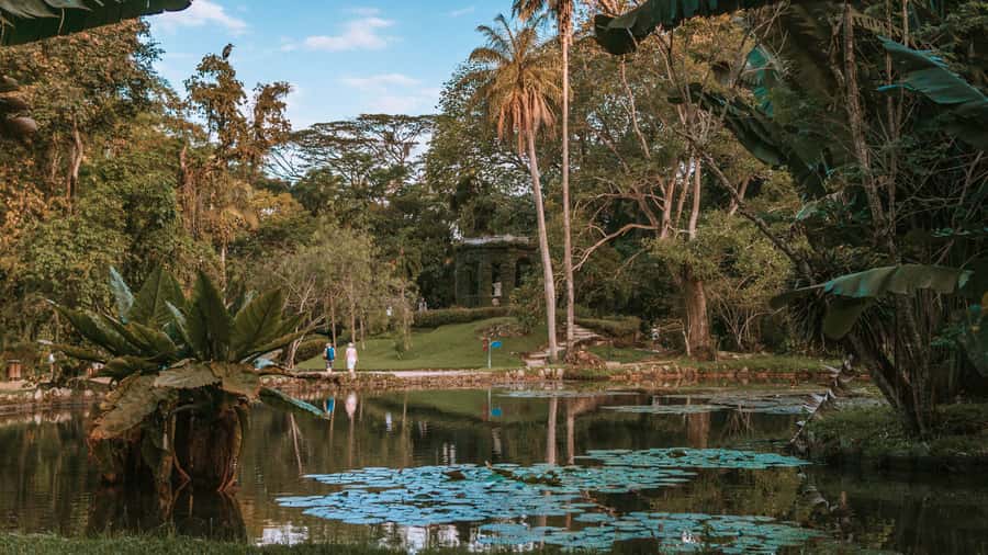 Rio de Janeiro: 4-Hour Botanical Garden & Tijuca Forest Tour - The Botanical Garden’s living collection