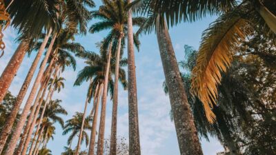 4-Hour Botanical Garden & Tijuca Forest Tour