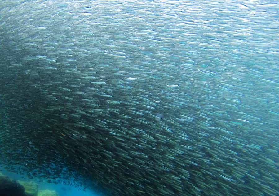 Rio de Janeiro: Arraial do Cabo Scuba Diving Day Trip - One tank for beginners, two for certified divers