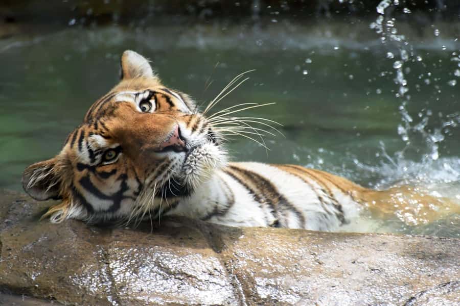 Rio de Janeiro: BioParque Guided Tour with Transfer - Why BioParque Feels Different From a Traditional Zoo