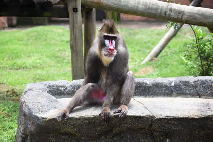 Rio de Janeiro: BioParque Guided Tour with Transfer - What the Four-Hour Visit Looks Like