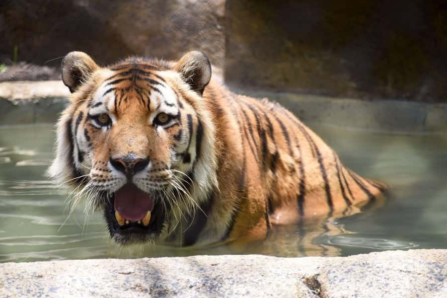 Rio de Janeiro: BioParque Guided Tour with Transfer - What You Will Learn About Conservation