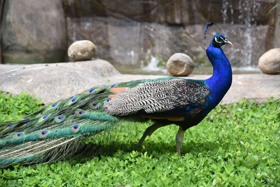 Rio de Janeiro: BioParque Guided Tour with Transfer - Who Will Get the Most From This Tour?