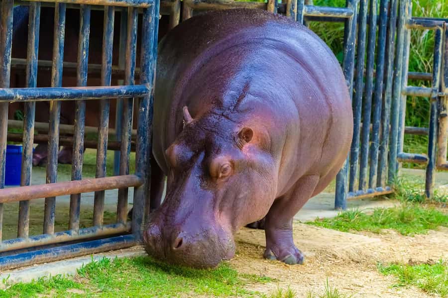 Rio de Janeiro: BioParque Guided Tour with Transfer - Should You Book the BioParque Tour?