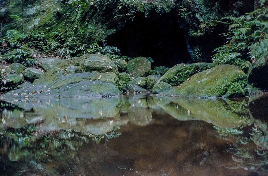 Rio de Janeiro: Botanical Garden & Tijuca Forest Guided Tour - Waterfalls, trails, and photo stops