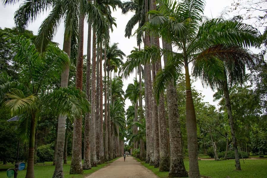 Rio de Janeiro: Botanical Garden & Tijuca Forest Guided Tour - Who should book this Rio nature tour?