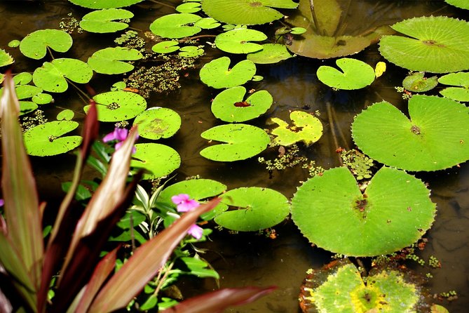 Rio de Janeiro Botanical Garden Tour - How the three-and-a-half-hour schedule works