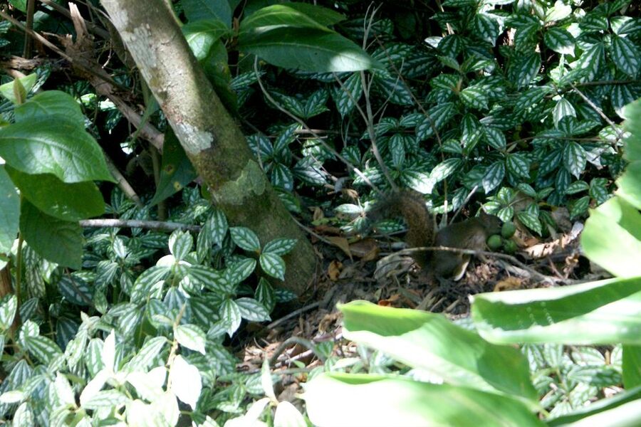 Rio de Janeiro: Guided Jeep Tour through Tijuca Rainforest - Vista Chinesa is the scenic high point