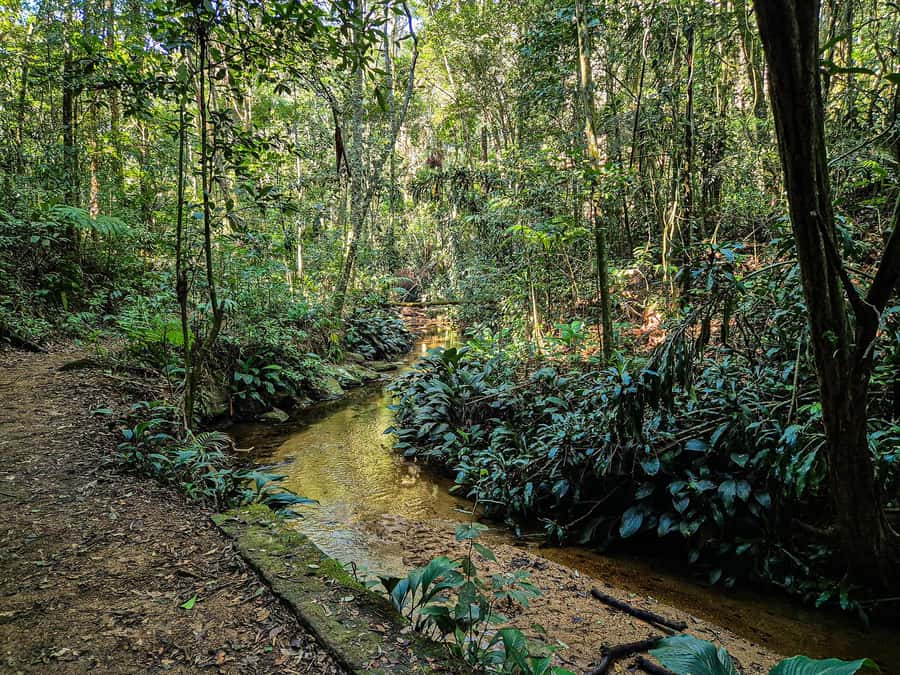 Rio de Janeiro: Guided Jeep Tour through Tijuca Rainforest - Is $90 a fair price?