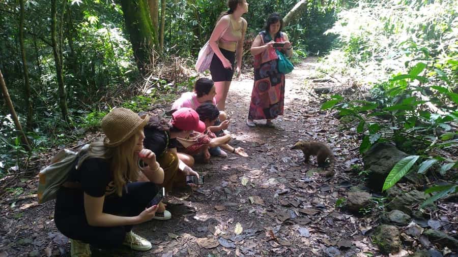 Rio de Janeiro: Jeep Tour in the Tijuca Forest - The natural pool stop is brief by design