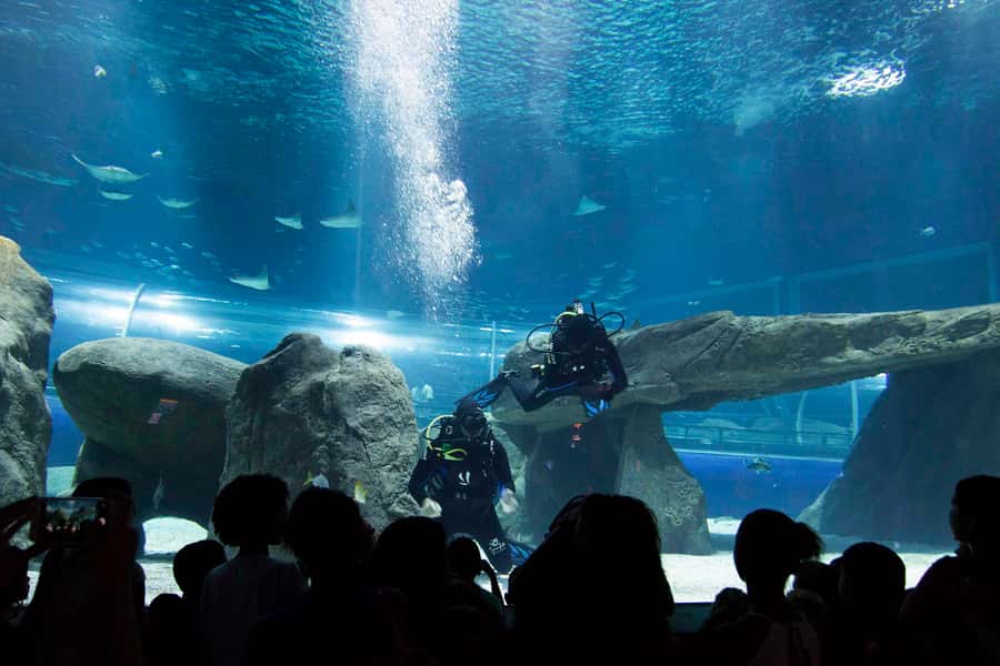 Rio de Janeiro: Marine Aquarium Entry Tickets - Key points to know before booking