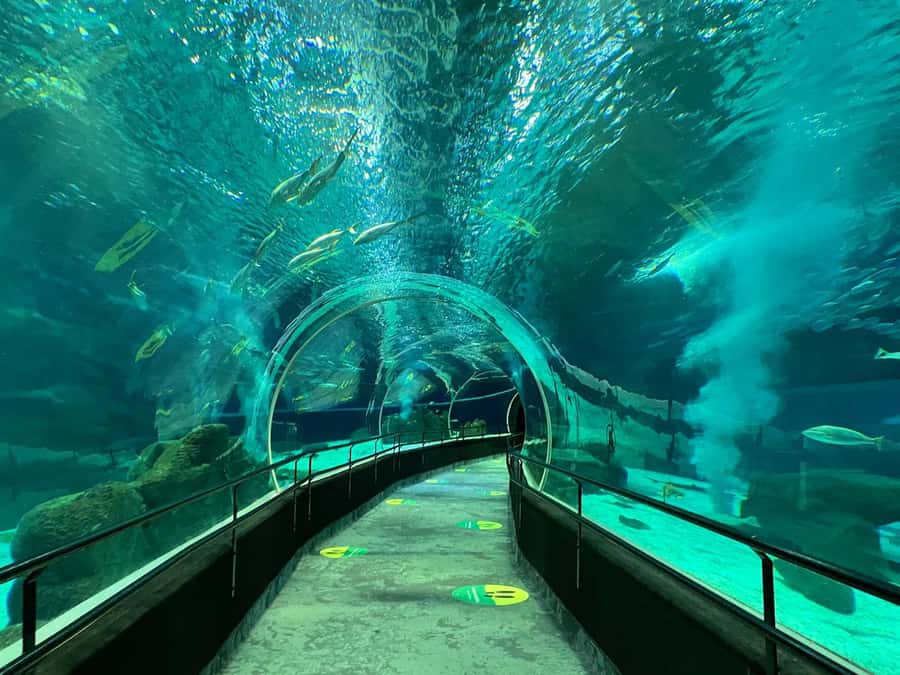 Rio de Janeiro: Marine Aquarium Entry Tickets - What the AquaRio visit is really like