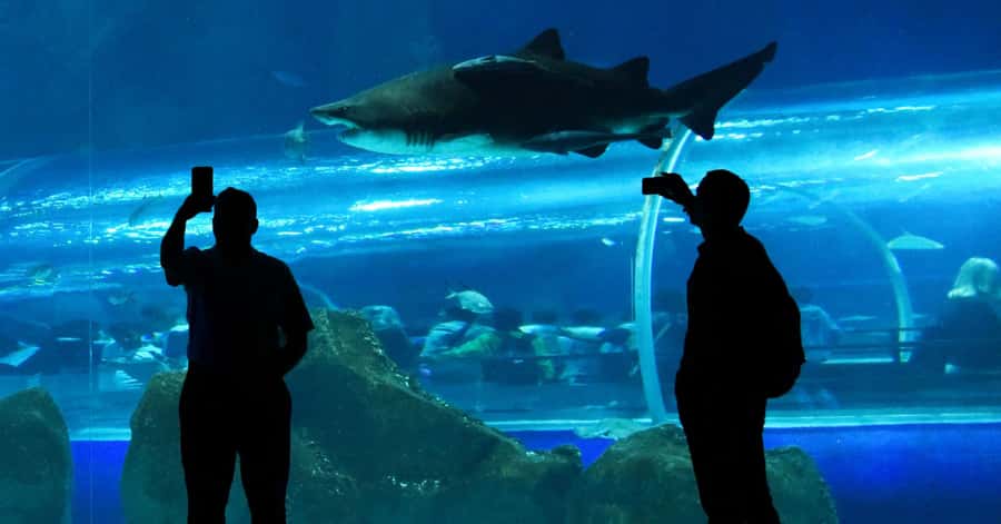 Rio de Janeiro: Marine Aquarium Entry Tickets - Two hours inside, then keep your day moving