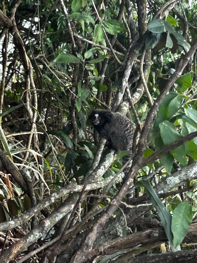Rio De Janeiro: SUGARLOAF MOUNTAIN HIKE & CLIMB - The forest trail and its steep rock passages