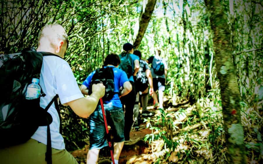 Rio de Janeiro: Tijuca Forest Challenge Hike Full-Day Trip - Coffee-farm ruins and the quieter side of the forest