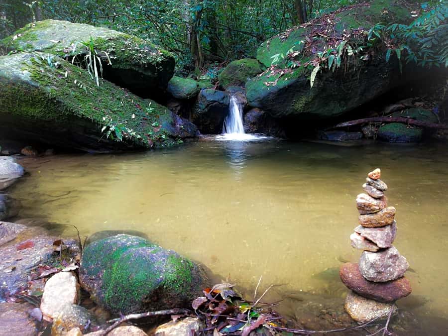 Rio de Janeiro: Tijuca Forest Waterfall of Souls Hike - Forest life at walking pace