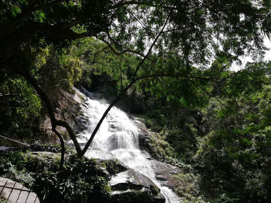 Rio de Janeiro: Tijuca Forest Waterfall of Souls Hike - Price, timing, and overall value