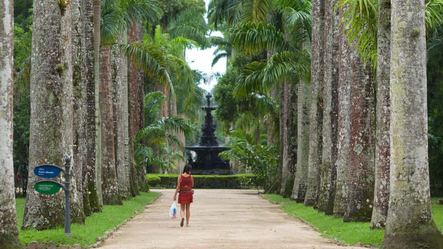 Rio de Janeiro: Tijuca National Park & Botanic Garden Tour - Tips for getting more from the day