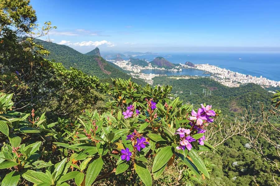 Rio de Janeiro: Tijuca National Park & Botanic Garden Tour - What the Botanical Garden adds