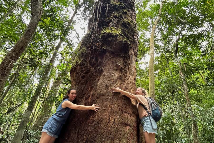 Rio de Janeiro: Tijuca National Park Tour - Key points to know before booking