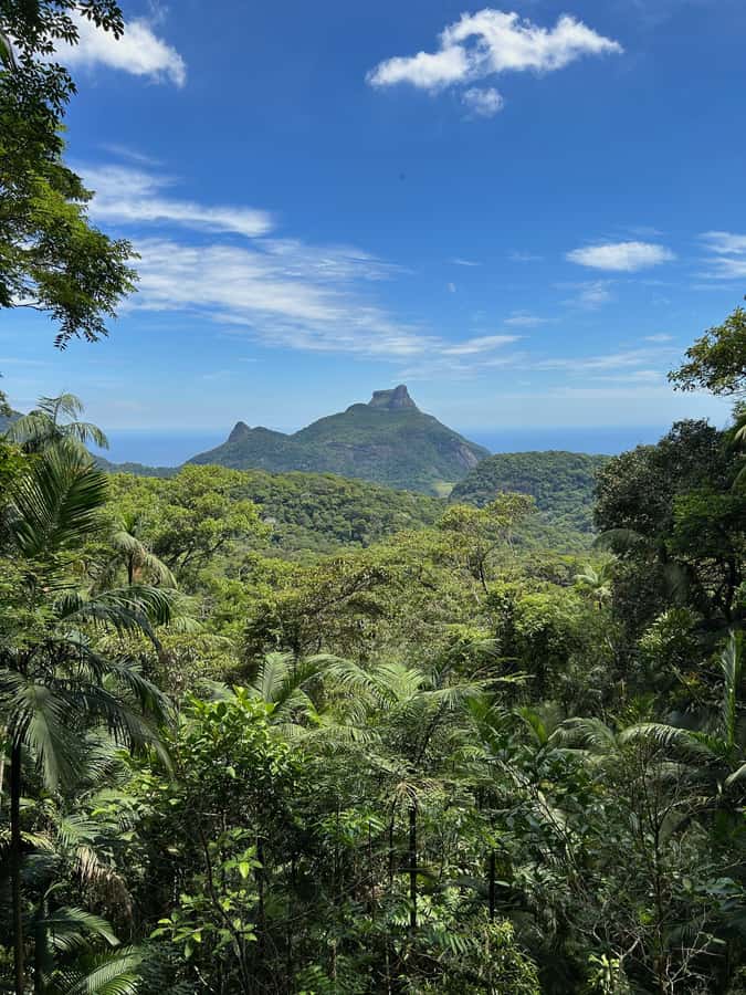 Rio de Janeiro: Tijuca National Park Tour - Why Tijuca National Park makes a strong morning trip