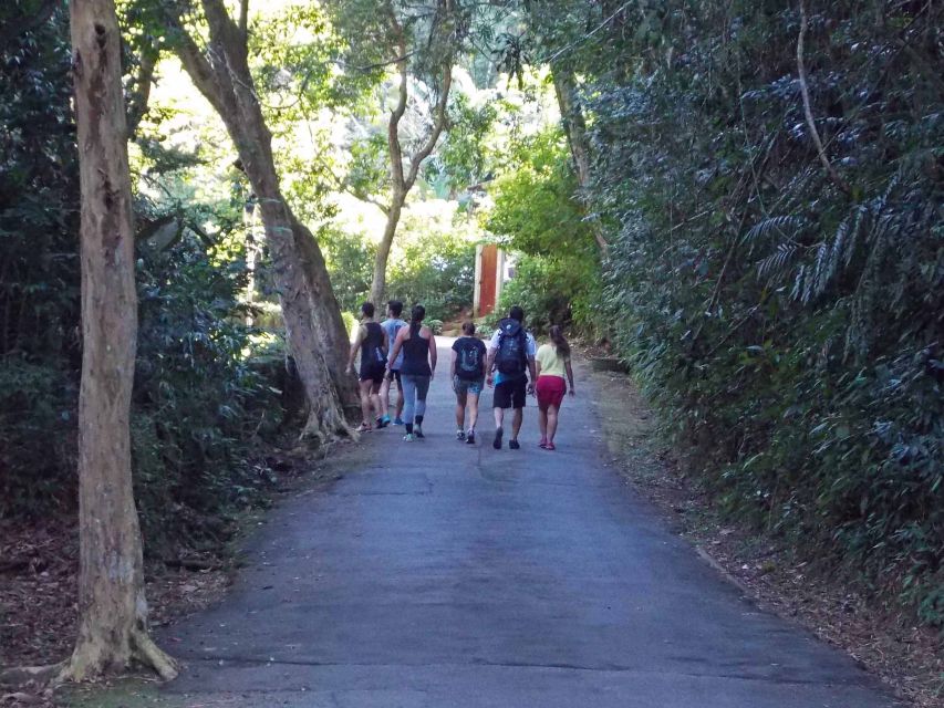 Rio de Janeiro: Tijuca Peak Guided Hike - Is Six Hours the Right Length?