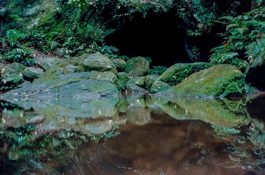Rio: Half-Day Jeep Tour at Floresta da Tijuca - A city tour that quickly turns green