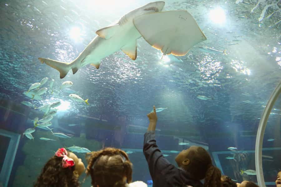 Rio: Olympic Boulevard, AquaRio and Museum of Tomorrow Tour - Key details before you book
