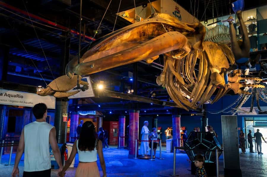 Rio: Olympic Boulevard, AquaRio and Museum of Tomorrow Tour - Is $49 a good value?