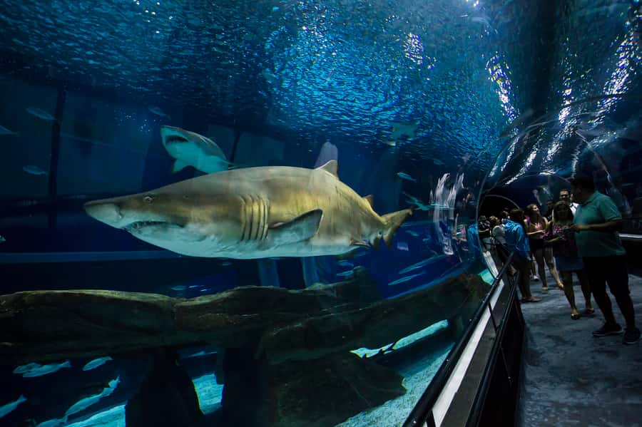 Rio: Olympic Boulevard, AquaRio and Museum of Tomorrow Tour - AquaRio: marine life in 28 saltwater tanks