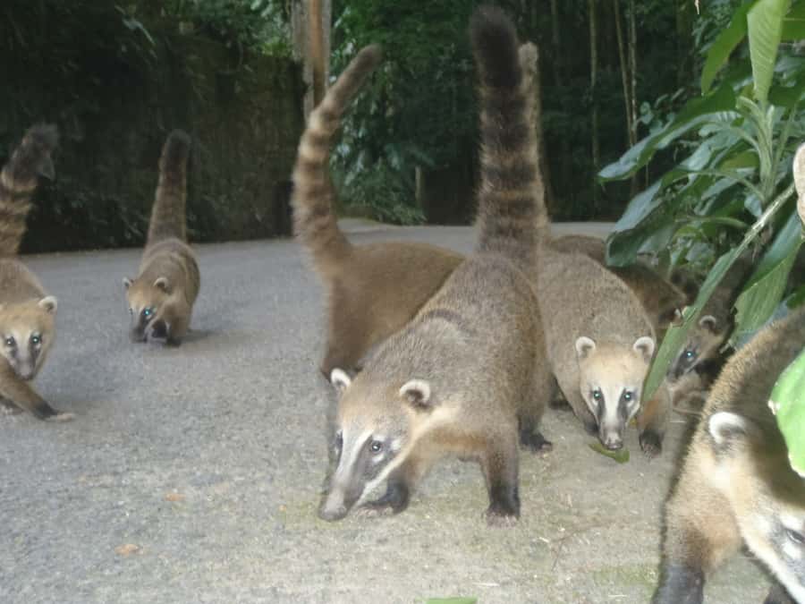Rio: Private Tour 5 Hours Customized Tour With a Local Guide - What to bring and what to expect