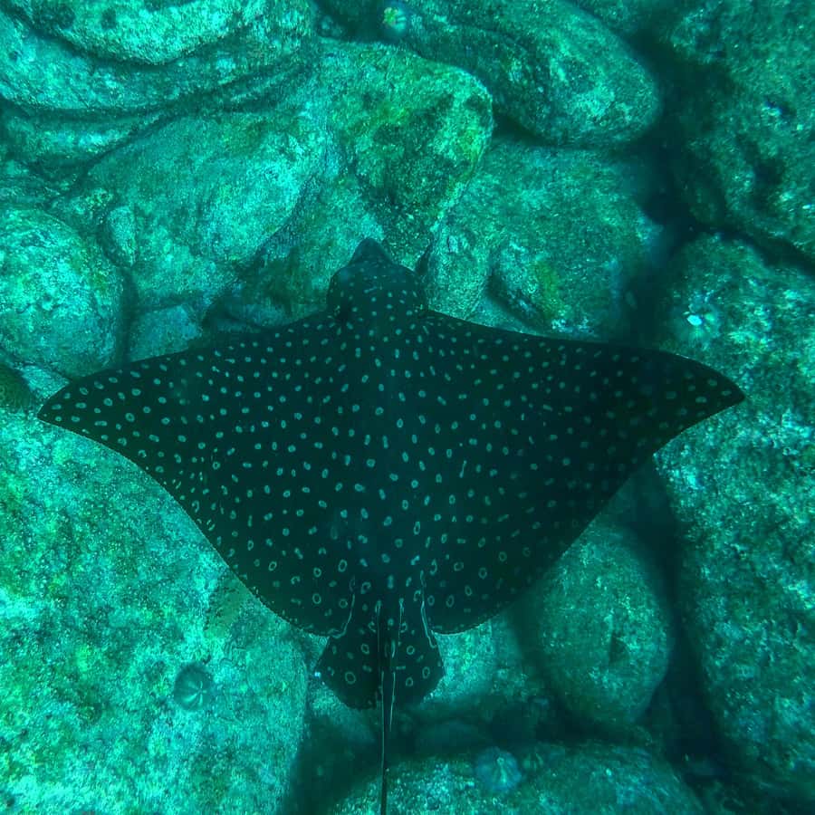 Rio: Snorkel & Swim with Turtles Tour at Tijuca Islands - What the three-hour schedule feels like