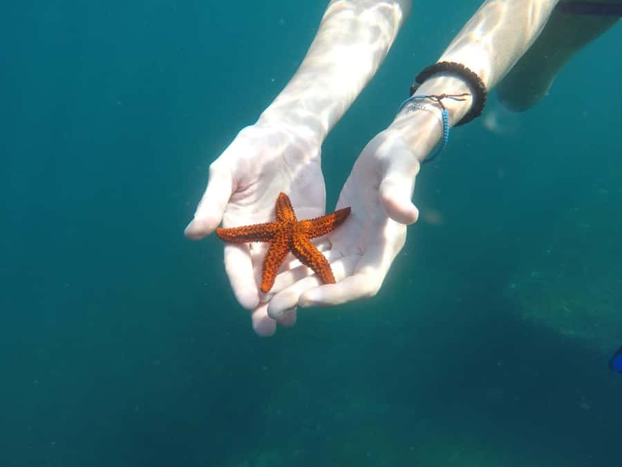 Rio: Snorkel & Swim with Turtles Tour at Tijuca Islands - Who will enjoy this Rio boat tour most