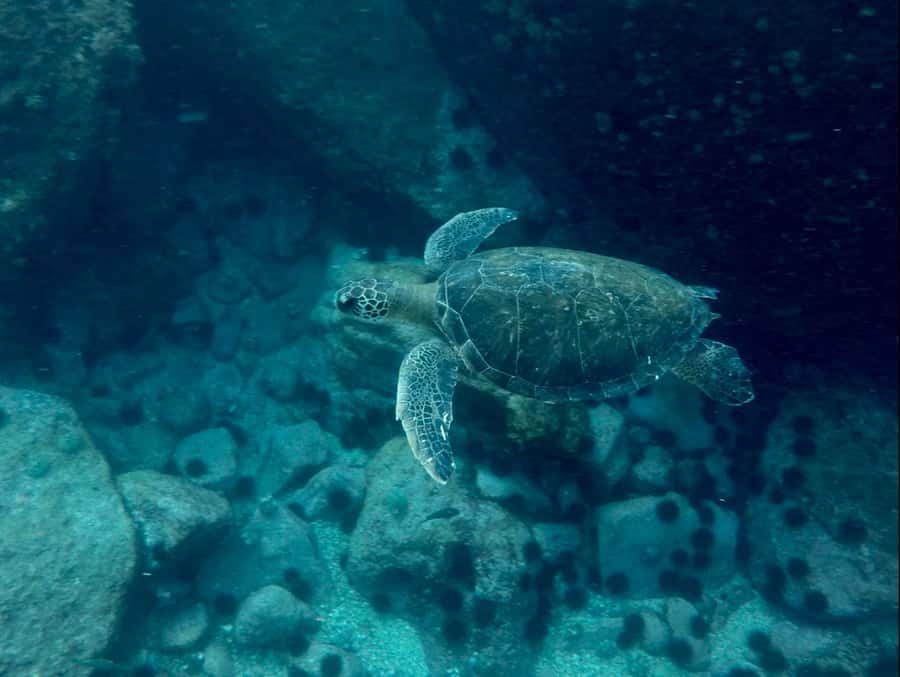 Rio: Snorkel & Swim with Turtles Tour at Tijuca Islands - Should you book the Tijuca Islands tour?