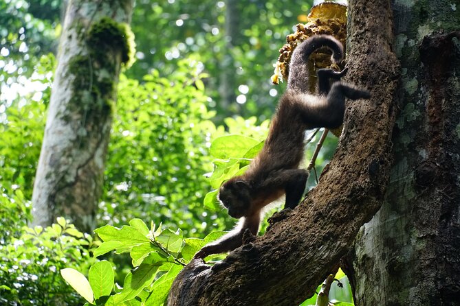 Tijuca Forest Hike - Waterfalls & Caves, Nature & Wild Life! - Cristalina, Baronesa, and Gabriela add variety on the return